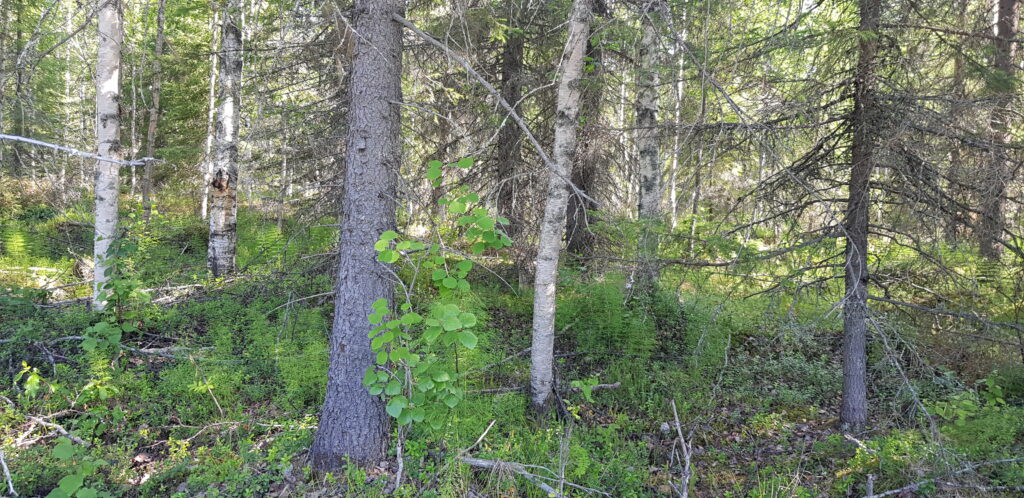 Tavallista monimuotoista talousmetsää