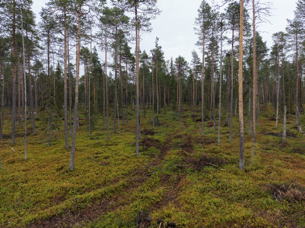 Kuva HCV metsästä, josta ei osteta puuta.