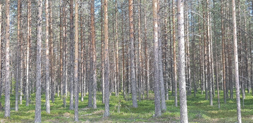 Talousmetsä, joka on hoitamattomuuden seurauksena muuttunut ylitiheäksi ja monotoniseksi riukumetsiköksi.